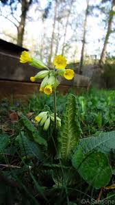 Image result for Himmelschlüssel