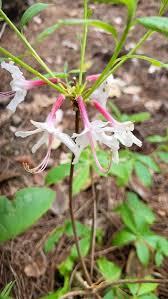 Attēlu rezultāti vaicājumam “Rhododendron periclymenoides”