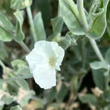 Image result for Lychnis coronaria alba