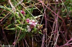 Attēlu rezultāti vaicājumam “Cuscuta epithymum subsp. trifolii flower”