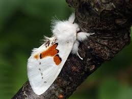 Attēlu rezultāti vaicājumam “Leucodonta bicoloria”