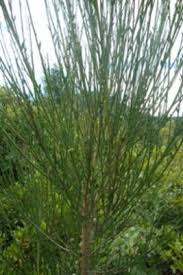 Attēlu rezultāti vaicājumam “Cytisus scoparius leaf”