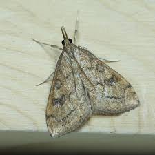 Attēlu rezultāti vaicājumam “Udea lutealis”