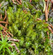 Attēlu rezultāti vaicājumam “Barbilophozia attenuata”