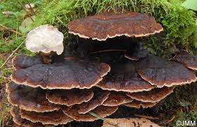 Attēlu rezultāti vaicājumam “Ischnoderma benzoinum”