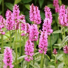 Attēlu rezultāti vaicājumam “Stachys officinalis”