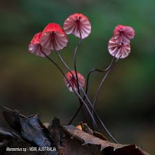 Attēlu rezultāti vaicājumam “Hygrohypnum luridum sporophyte”