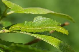 Attēlu rezultāti vaicājumam “Scoliopteryx libatrix”
