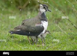 Attēlu rezultāti vaicājumam “Vanellus vanellus adult”