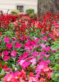 Image result for Begonia cucullata var. Hookeri