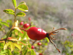 Attēlu rezultāti vaicājumam “Rosa subcanina fruit”