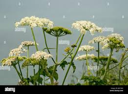 Attēlu rezultāti vaicājumam “Anthriscus sylvestris flower”