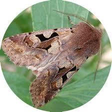 Attēlu rezultāti vaicājumam “Orthosia gothica”