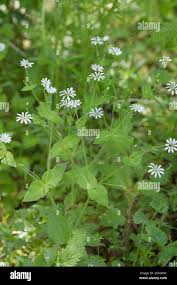 Attēlu rezultāti vaicājumam “Stellaria nemorum bud”