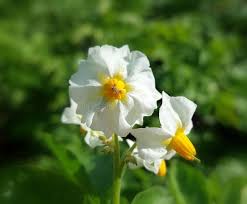 Attēlu rezultāti vaicājumam “Solanum tuberosum flower”