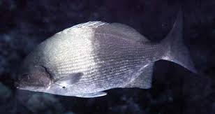 Image result for Kyphosus