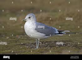 Attēlu rezultāti vaicājumam “Larus canus adult”