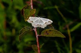 Attēlu rezultāti vaicājumam “Scopula floslactata imago”