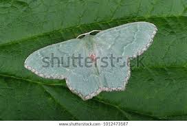 Attēlu rezultāti vaicājumam “Hemithea aestivaria”