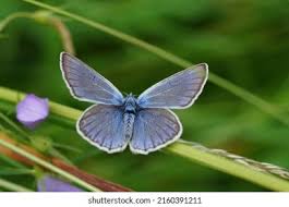 Attēlu rezultāti vaicājumam “Agrodiaetus amandus female”