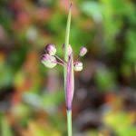 Attēlu rezultāti vaicājumam “Sisyrinchium montanum fruit”