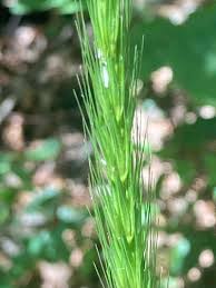 Attēlu rezultāti vaicājumam “Hordelymus europaeus”