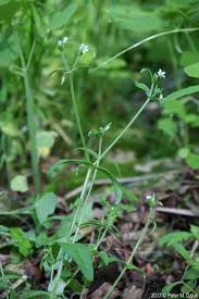 Attēlu rezultāti vaicājumam “Cerastium sylvaticum”