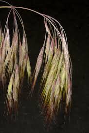 Attēlu rezultāti vaicājumam “Anisantha tectorum fruit”