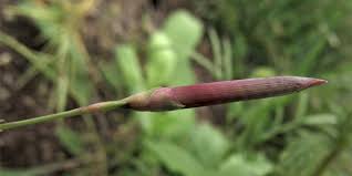 Attēlu rezultāti vaicājumam “Dianthus arenarius bud”