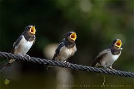 Attēlu rezultāti vaicājumam “Hirundo rustica juvenile”