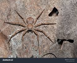 Attēlu rezultāti vaicājumam “Philodromus sp.”