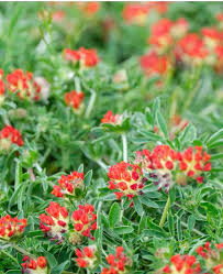 Image result for Anthyllis vulneraria rubra