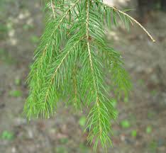 Attēlu rezultāti vaicājumam “Picea abies leaf”