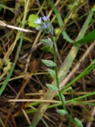 Attēlu rezultāti vaicājumam “Myosotis stricta”