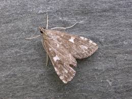 Attēlu rezultāti vaicājumam “Udea olivalis”