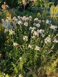 Attēlu rezultāti vaicājumam “Saponaria officinalis flower”