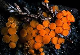 Attēlu rezultāti vaicājumam “Byssonectria fusispora”