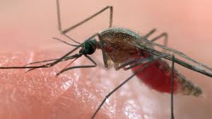 Attēlu rezultāti vaicājumam “Diachea muscorum plasmodium”