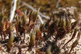 Attēlu rezultāti vaicājumam “Aloina rigida sporophyte”