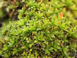 Attēlu rezultāti vaicājumam “Syntrichia latifolia”