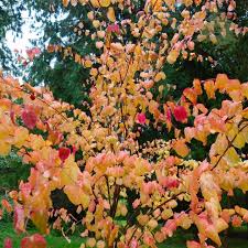 Attēlu rezultāti vaicājumam “Cercidiphyllum japonicum”