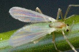 Attēlu rezultāti vaicājumam “Tanytarsus”