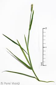 Attēlu rezultāti vaicājumam “Alopecurus aequalis”