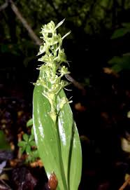 Attēlu rezultāti vaicājumam “Liparis loeselii bud”