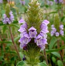 Attēlu rezultāti vaicājumam “Prunella vulgaris”