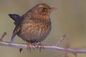 Attēlu rezultāti vaicājumam “Turdus merula female”