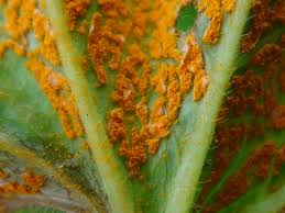 Attēlu rezultāti vaicājumam “Trachyspora intrusa”