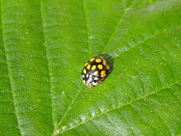 Attēlu rezultāti vaicājumam “Sospita vigintiguttata”