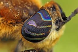 Attēlu rezultāti vaicājumam “Heptatoma pellucens”