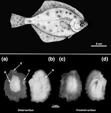 Image result for Platichthys flesus